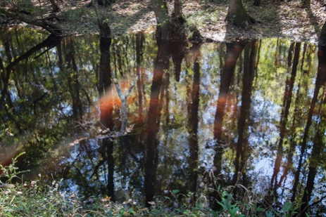 Great Dismal Swamp, Suffolk, VA, October 20, 2013